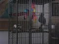 African Grey parrot yelling at dog African Grey parrot yelling at dog