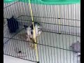 Kuroko y Take jugando