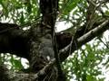 videos de juvenile woodpecker on tree
