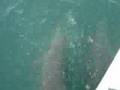 South Padre Island Dolphin Watching