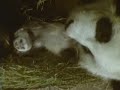 Lun Lun & Cub