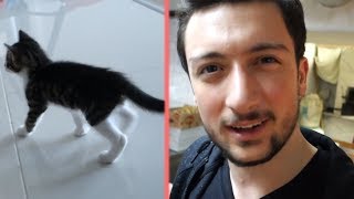 YENİ YAVRU KEDİ SAHİPLENDİM