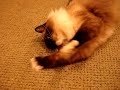 Caymus, a 5-year Old Ragdoll Cat, Playing with a Honeysuckle Cushion Cat Toy