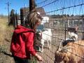 Goat feeding by Kaylin