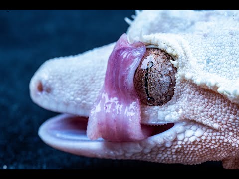 YouTube reptile video