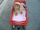 Casey the Cav King Charles Spaniel Got Wheels