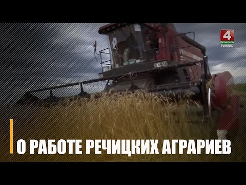 В Речицком районе планируют собрать урожай с более 22 000 гектаров зерновых видео