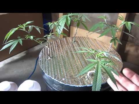 how to cure root rot in dwc