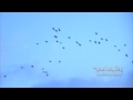 trailer POULIA