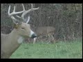 Bow Hunting Mature Whitetails- The Triple Beam Buck