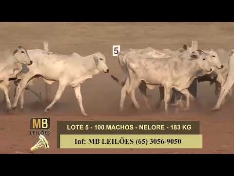 1� LEIL�O VIRTUAL FAZENDA NAYARA & CONVIDADOS