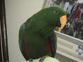 Riley the Amazing Talking Parrot - Best Bits Riley the Amazing Talking Parrot - Best Bits