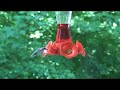 Hummingbird chase