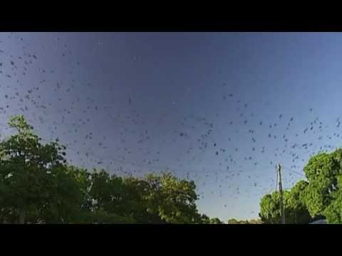 Australian - Subscribe to ITN News: http://bit.ly/itnytsub A truly spectacular view, as a colony of 80000 bats is driven away from Queensland, Australia. The bats had in...