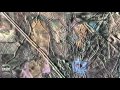 Europa: Jupiter's Icy Moon and Its Underground Ocean | Video