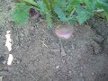Rob Endelman - How Turnips Grow
