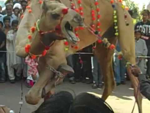 camel qurbani - Created on December 11, 2009 using FlipShare.