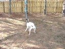 Miles tugs ropes wing