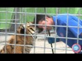 Ringling Bros. Presents DRAGONS - Meet Alexander Lacey, Lion & Tiger Presenter