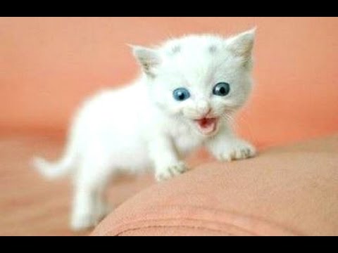 Funny Cats And Kittens Meowing Compilation 2015 || NEW