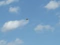 Allied Aviators flying in Somers Allied Aviators flying in Somers