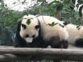 Chengdu Pandas