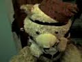 EL OSO POSEIDO DE BOCHIL 2