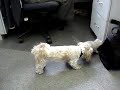 Kitten Vs Dog