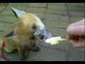 Baby fox is licking icecream Baby fox is licking icecream