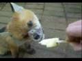 Baby fox is licking icecream
