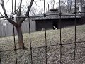 This video was taken March 15, 2007 at the Henry Doorly Zoo in Omaha, Nebraska. It shows a young Dama Gazelle (Gazella dama) calf as he plays outside. It's not the best picture as it was taken on the other side of a wire fence, but you do see him do the characteristic gazelle 