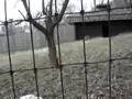 Dama Gazelle calf running