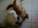 hmmm not much going on just a little video of my kids ;] enjoy!