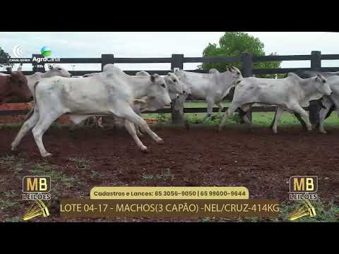 523 LEILO VIRTUAL MB LEILES