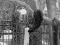 Acrobat Feat