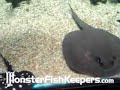 Monster Stingray Tank Amazonia Exhibit National Zoo DC