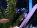 Pseudotropheus Demasoni Breeding