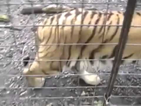 tigon