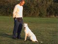 falco-dogo-argentino.html