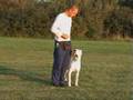 Dogo Argentino video