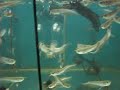 Juvenile Silver Arowana