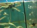 Juvenile Silver Arowana