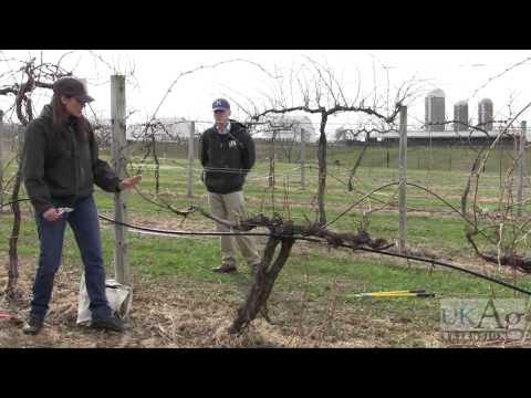 how to prune a grape vine