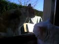 le-cri-du-chatchouette.html
