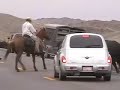Cattle Drive Wyoming 2006