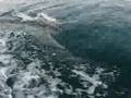 dolphing watching in oman