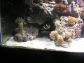 Re-Aquascaped Mixed Reef II Re-Aquascaped Mixed Reef II