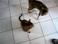 Who's-Hungry?--Flip?-Brother?