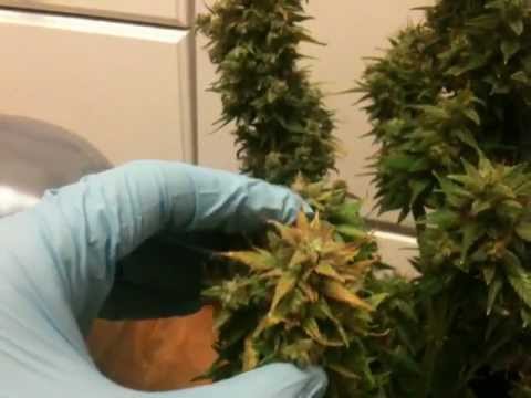 how to harvest autoflowering cannabis