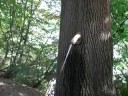 Pinkelbaum, 2. Teil Pinkelbaum, 2. Teil